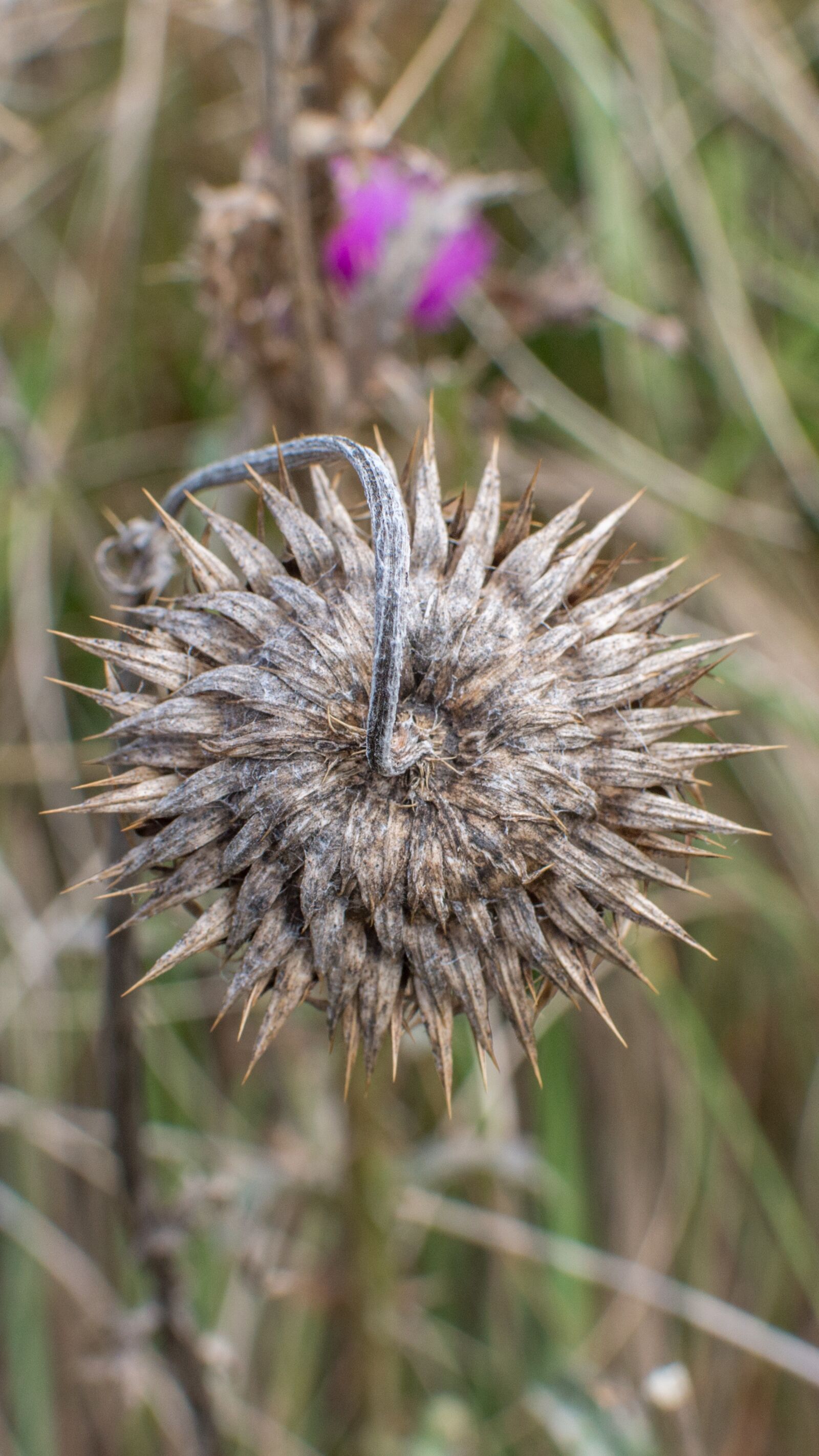 Nikon D3200 sample photo. Autumn, flower, blossom photography