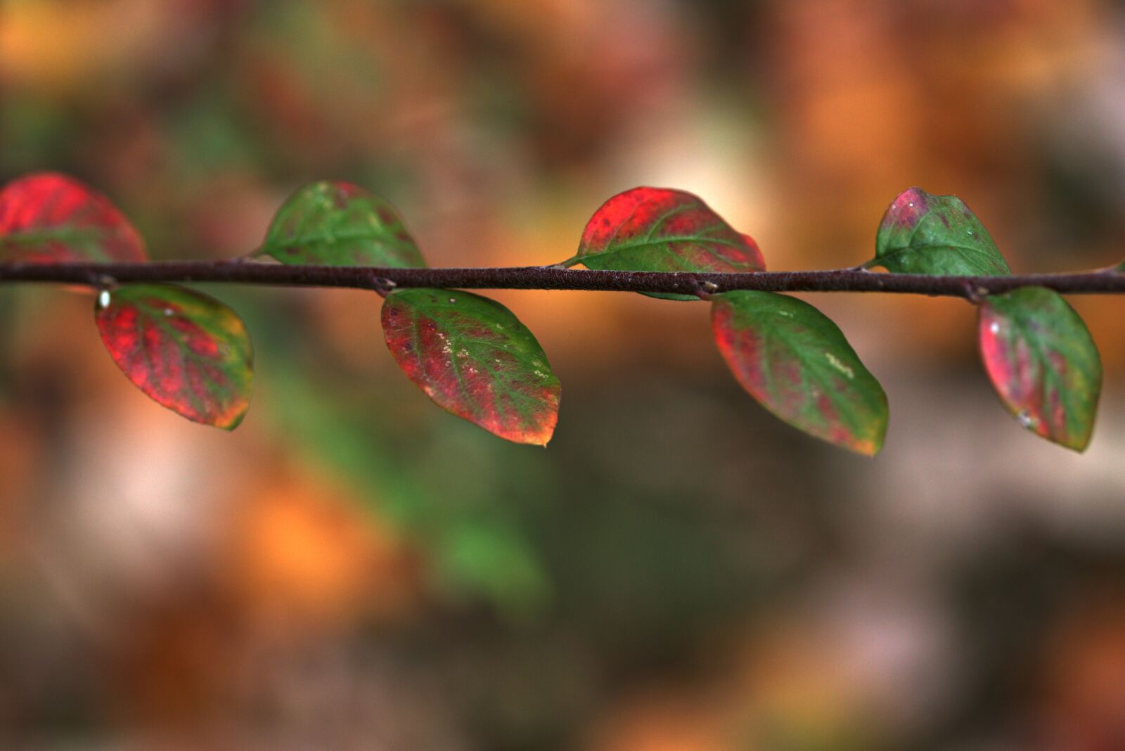 Canon EF-S 60mm F2.8 Macro USM sample photo. Leaves, red, casey photography