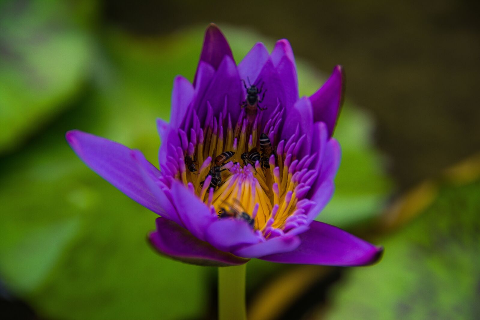 Nikon D5200 sample photo. Waterlily, flower, nature photography