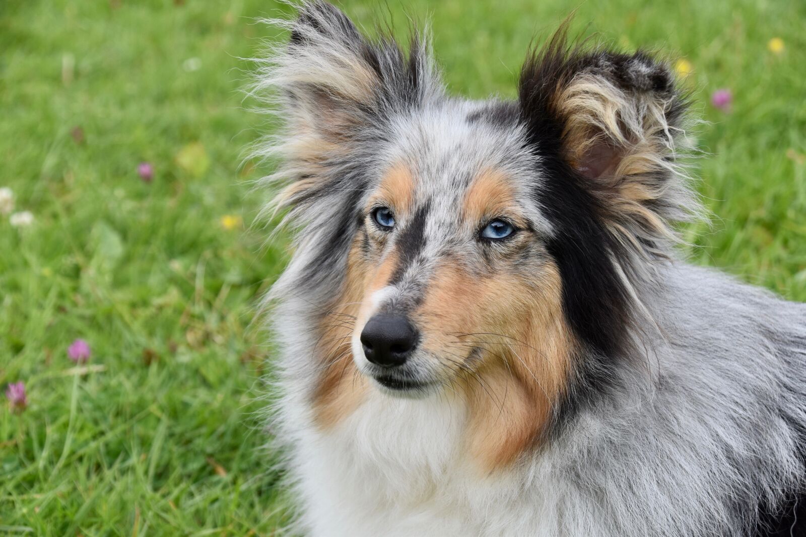 Nikon D5600 sample photo. Dog, bitch shetland sheepdog photography