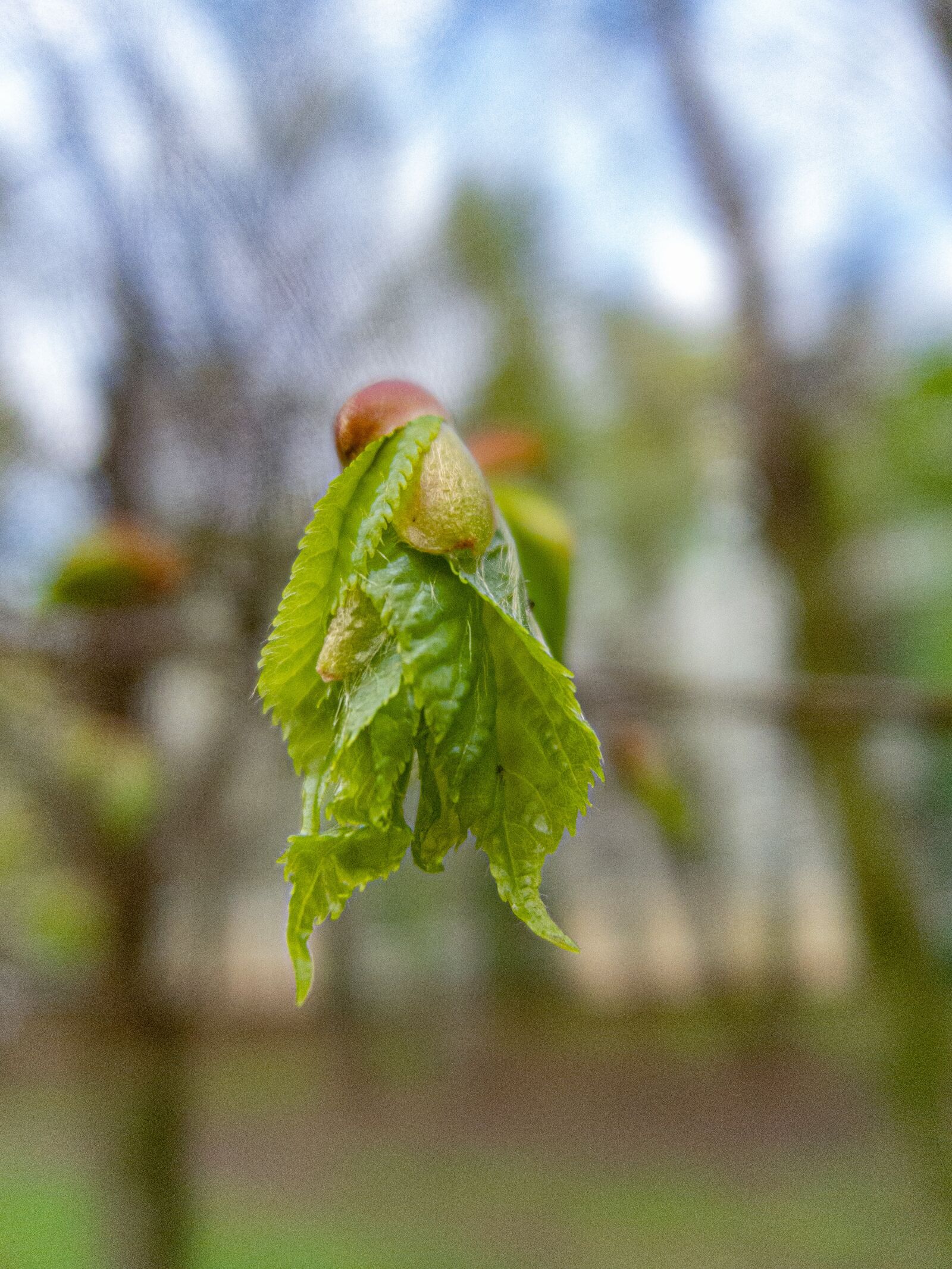 Nikon Coolpix P340 sample photo. Leaves, green, nature photography