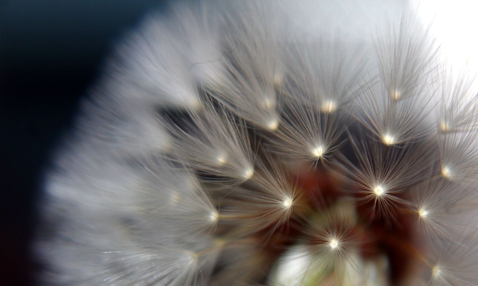 Canon EOS 1300D (EOS Rebel T6 / EOS Kiss X80) sample photo. Dandelion, close up, flower photography