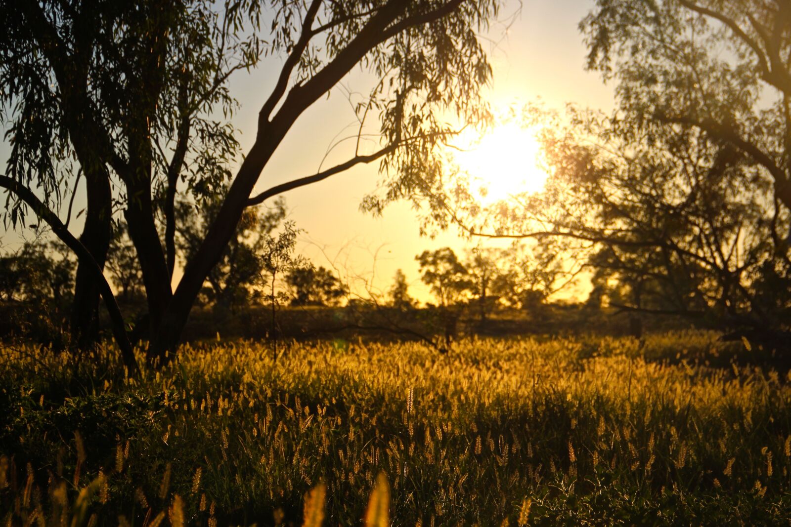 Canon EOS 600D (Rebel EOS T3i / EOS Kiss X5) sample photo. Sunrise, outback, queensland photography