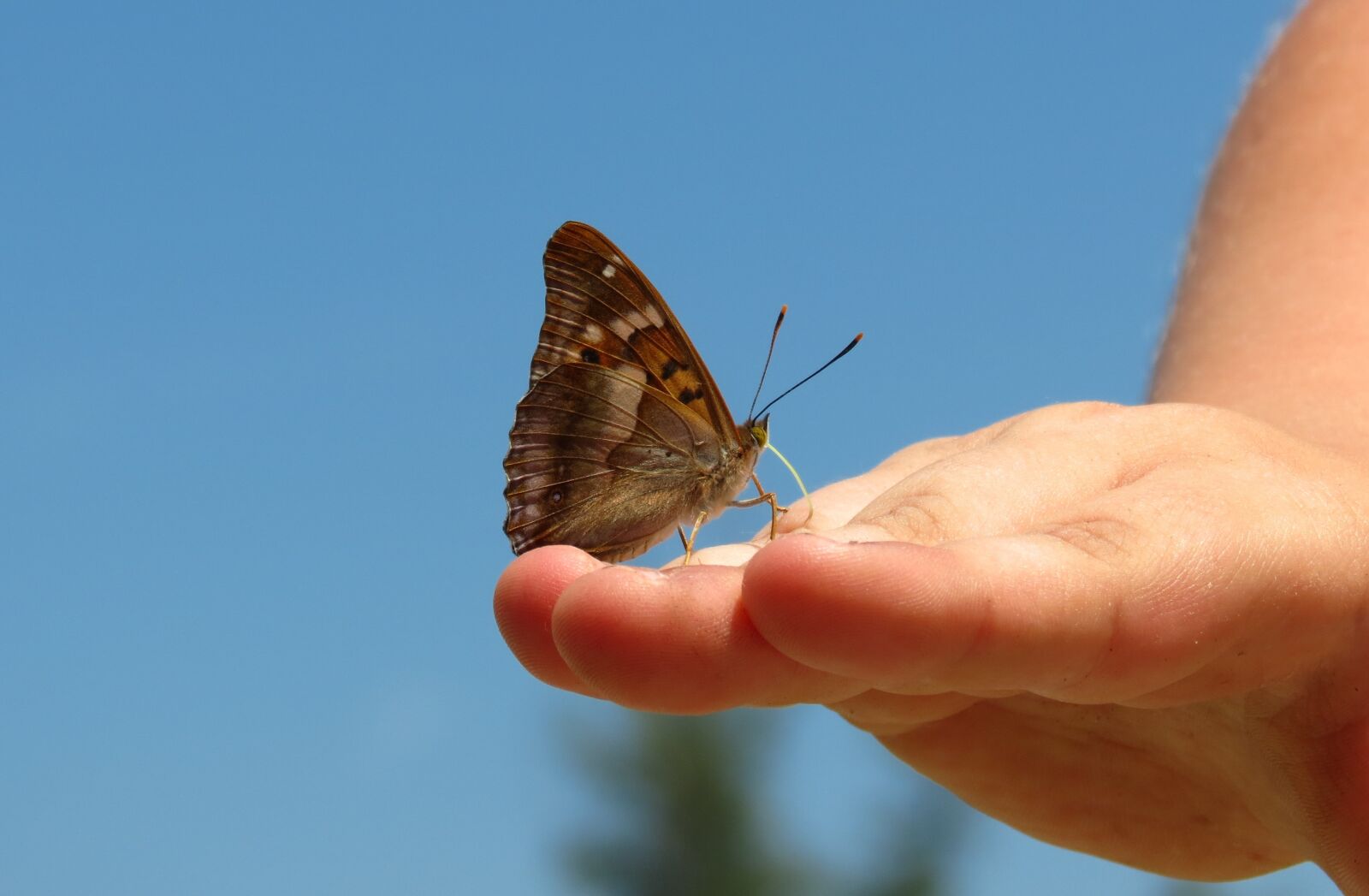 Canon PowerShot SX40 HS sample photo. Nature, butterfly, insect photography