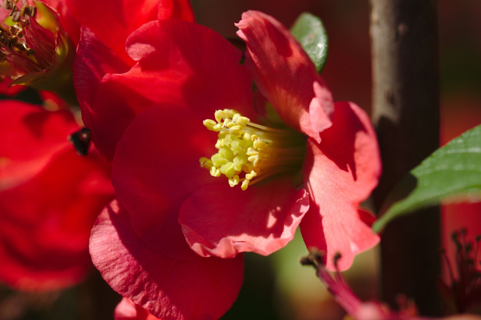 Canon EOS 600D (Rebel EOS T3i / EOS Kiss X5) sample photo. Red, tulips, stamens photography