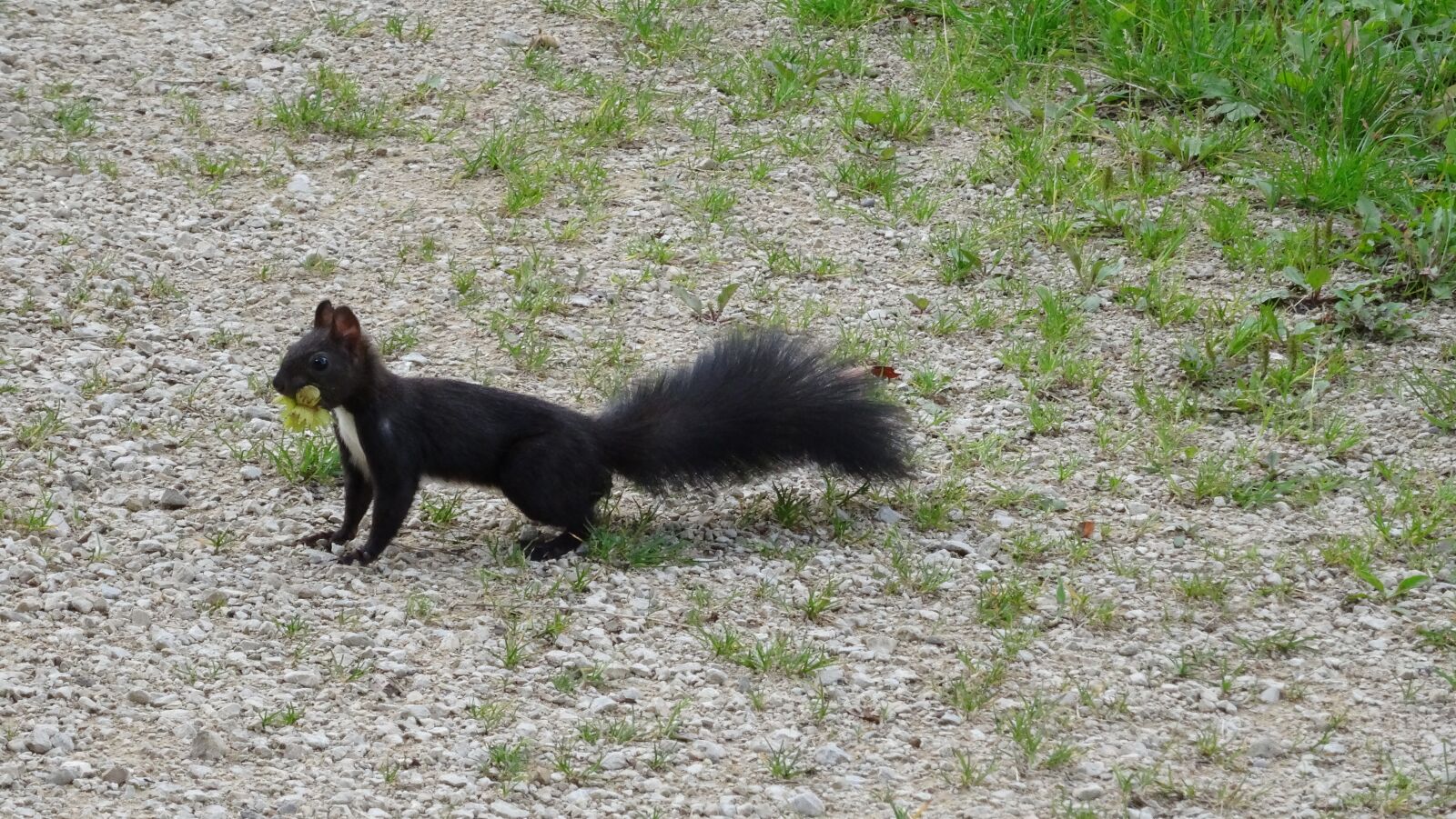 Sony DSC-HX50 sample photo. Squirrel, nuts, nager photography