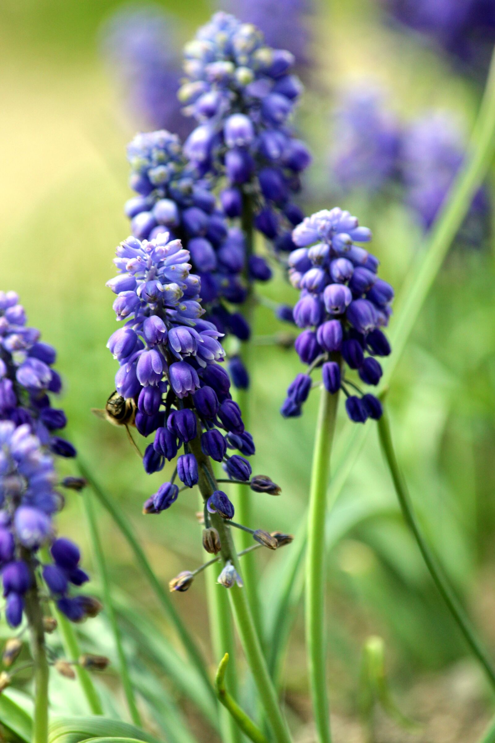 Canon EOS 650D (EOS Rebel T4i / EOS Kiss X6i) sample photo. Hyacinth mouse, muscari, flower photography