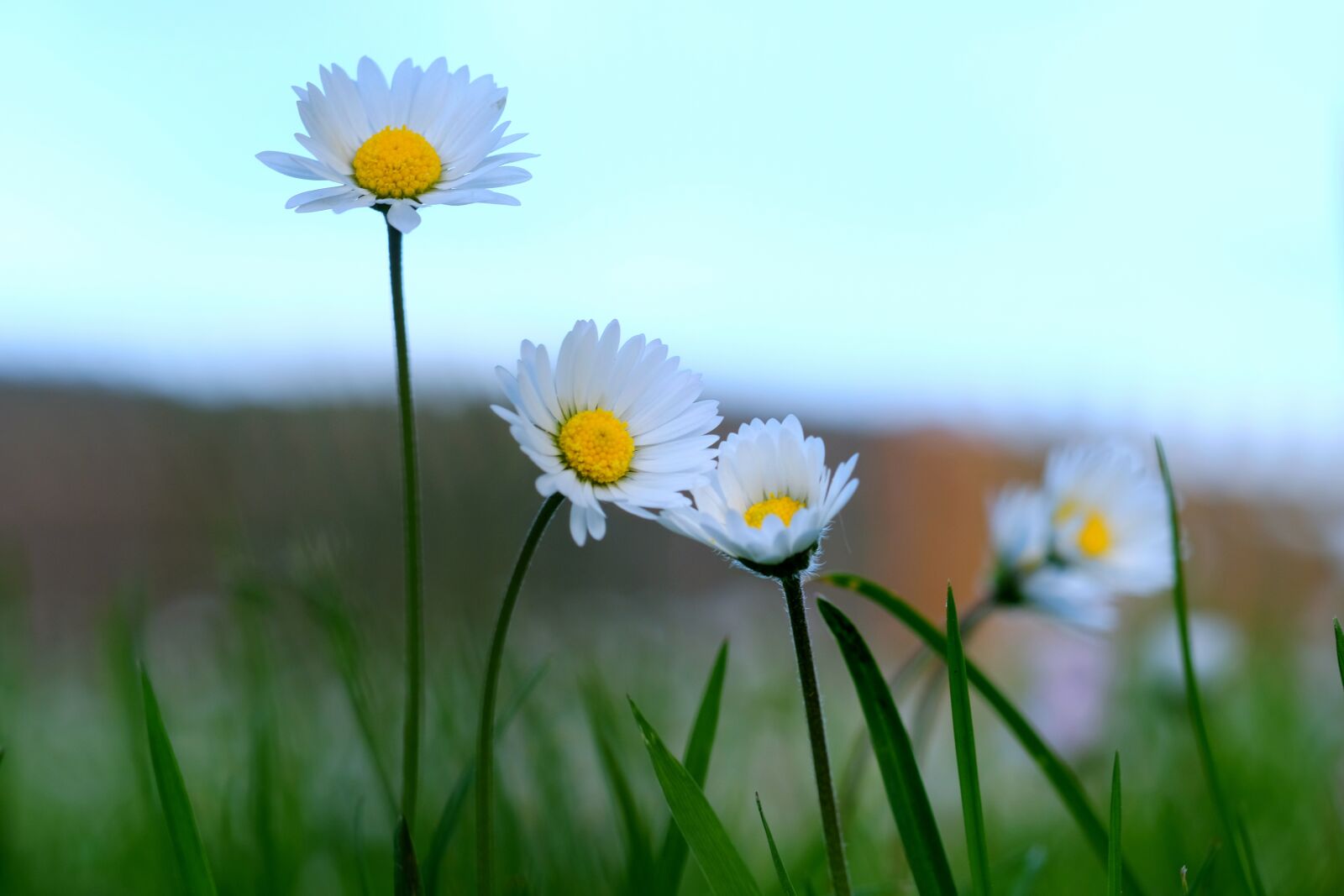 Fujifilm X-T20 sample photo. Wildflowers, meadow, spring photography