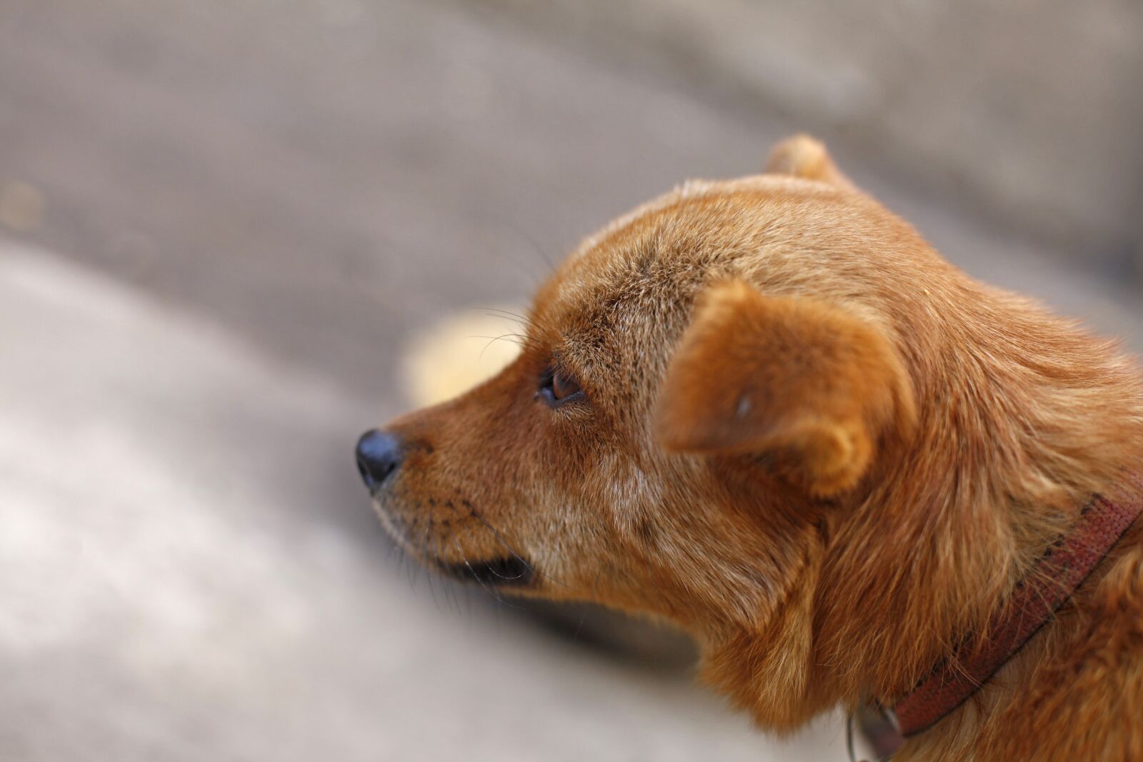 Canon EOS 5D Mark II sample photo. Dog, pets, animal photography