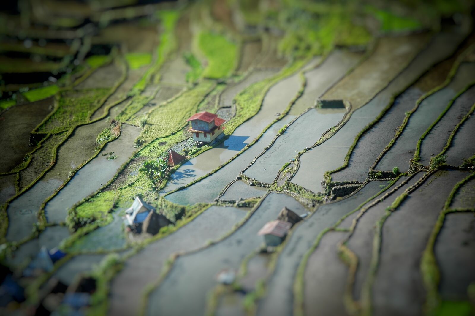Nikon D70 sample photo. Fields, green, miniature, rice photography