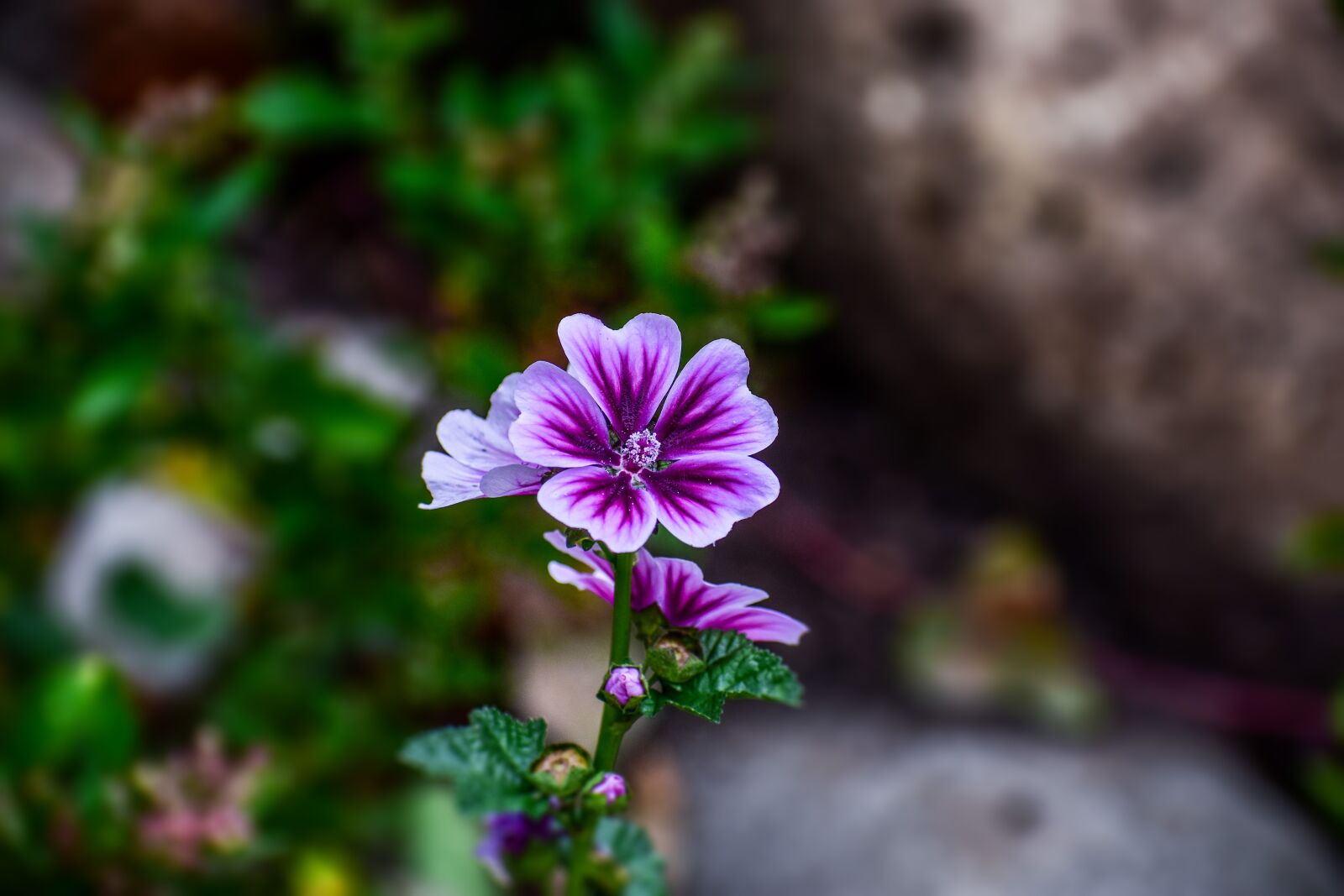 Nikon D3400 sample photo. Flower, jeranio, nature photography