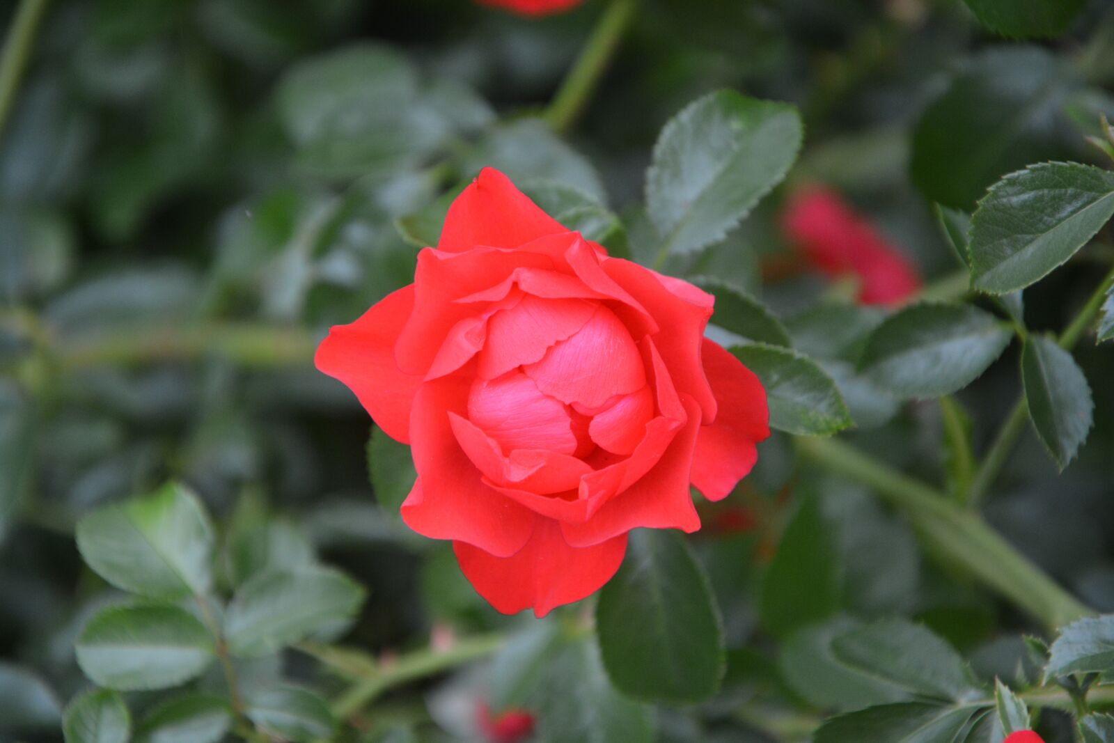 Nikon D5200 sample photo. Rose bud, pink, red photography