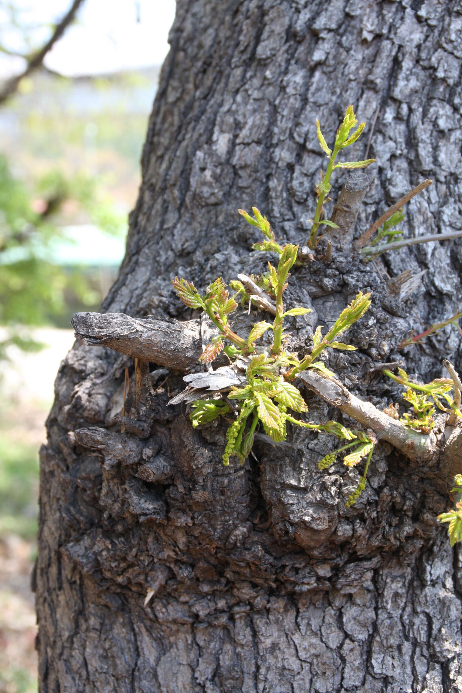 Canon EOS 40D sample photo. Bud, new, takeshi photography