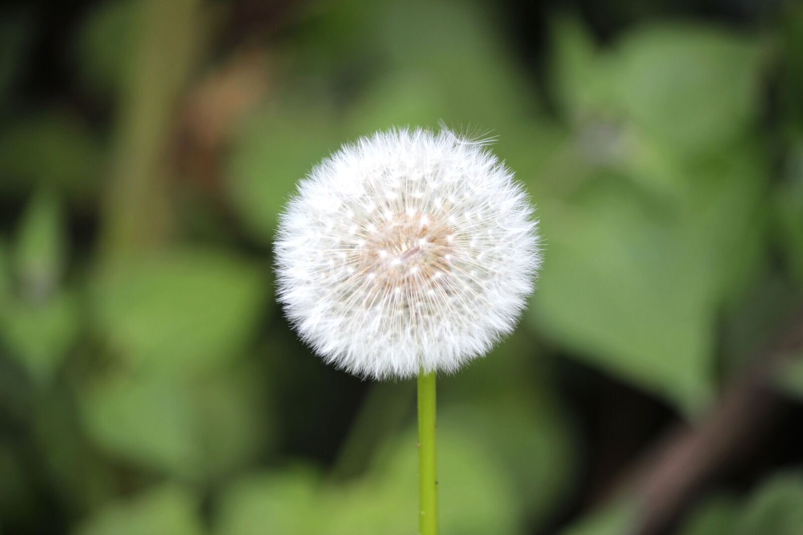 Canon EOS 550D (EOS Rebel T2i / EOS Kiss X4) sample photo. Resolution, detail, flower photography