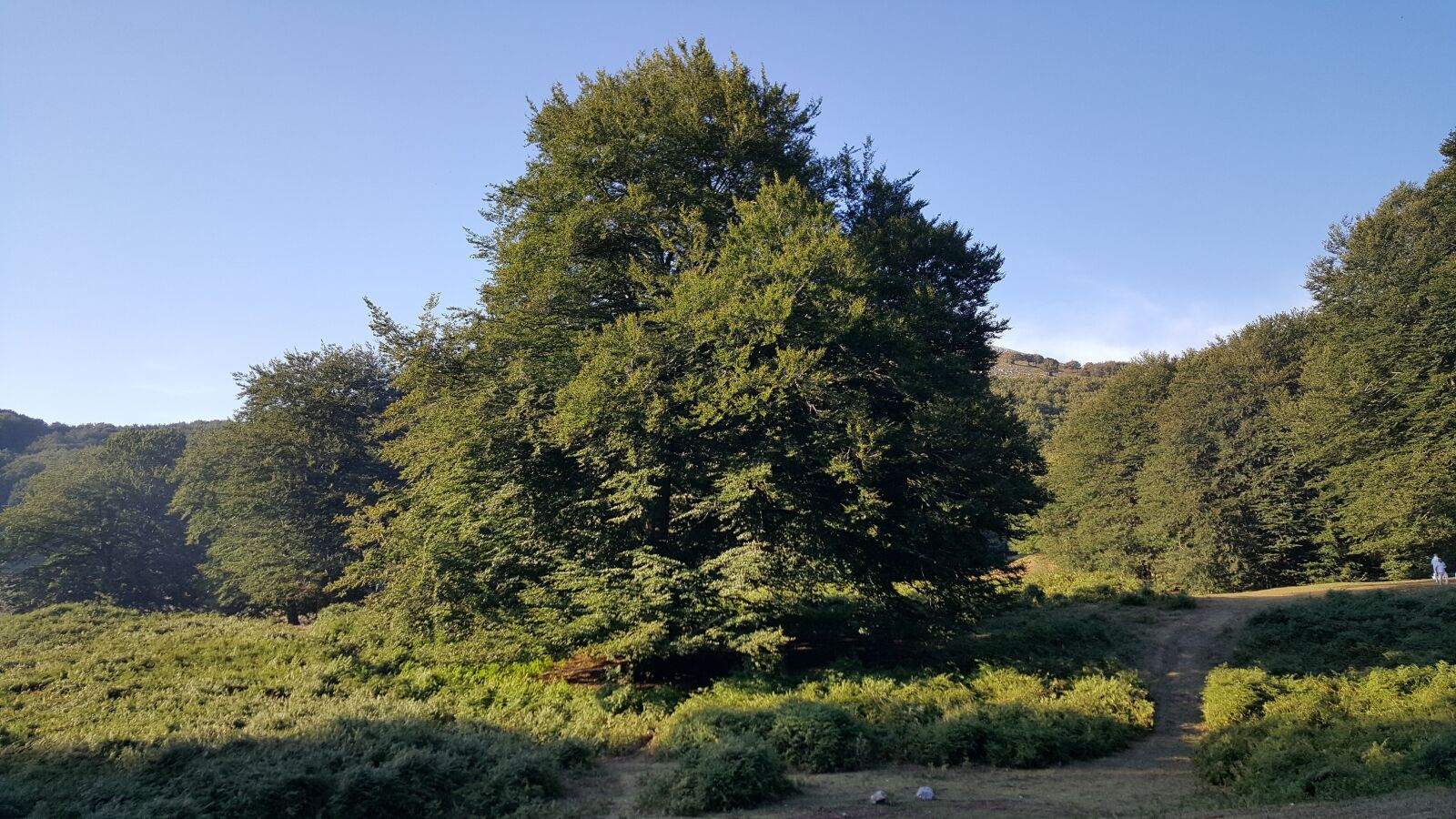 Samsung Galaxy S6 sample photo. Beech, tree, nature photography