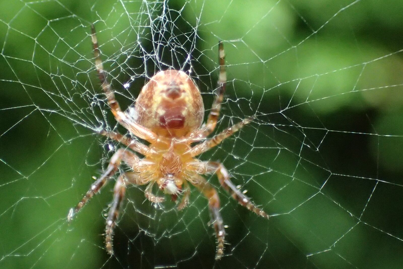 Olympus TG-3 sample photo. Spider, cobweb, spiderweb photography