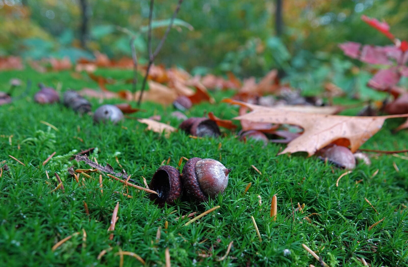 Sony Cyber-shot DSC-RX10 III sample photo. Autumn, leaves, acorn photography