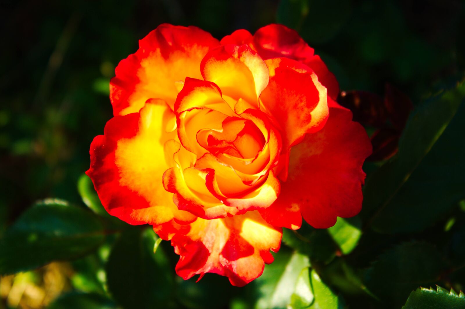 Canon EOS 1300D (EOS Rebel T6 / EOS Kiss X80) sample photo. Rosa, fire, flower photography