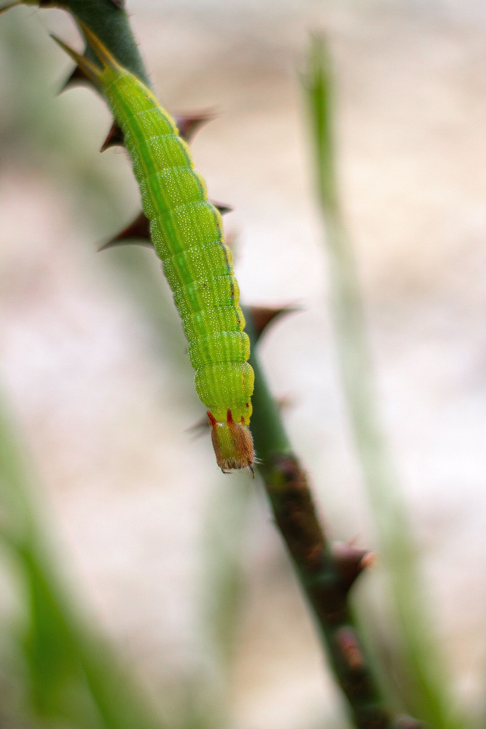 Canon EOS 7D + Canon EF 50mm F1.8 STM sample photo. Green, plant, botany photography