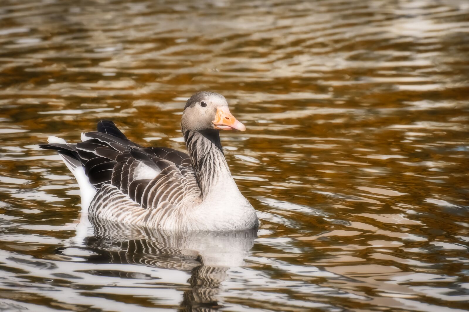 Nikon D7200 sample photo. Goose, wild bird, wild photography