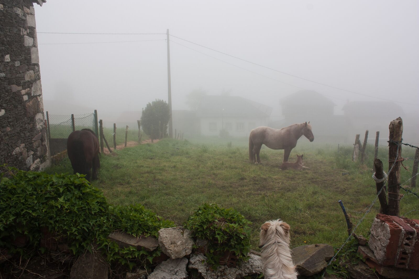 Canon EOS 450D (EOS Rebel XSi / EOS Kiss X2) sample photo. Nature, horse, dog photography