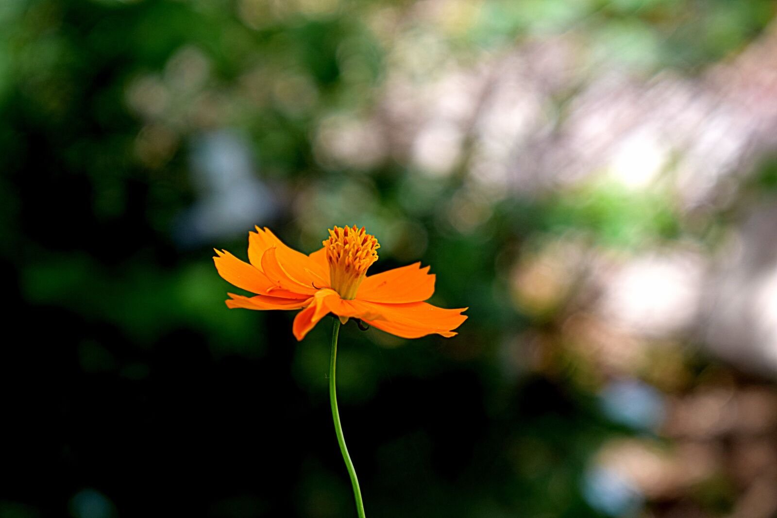 Nikon D3300 sample photo. Flower, yellow, nature photography