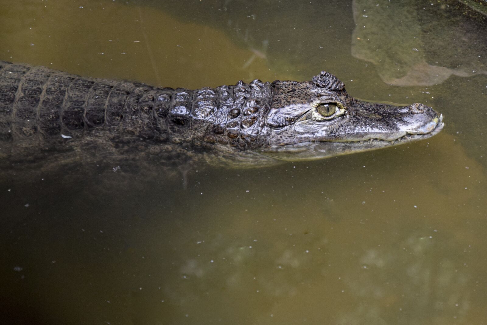 Nikon D5300 sample photo. Cayman, crocodile, reptile photography