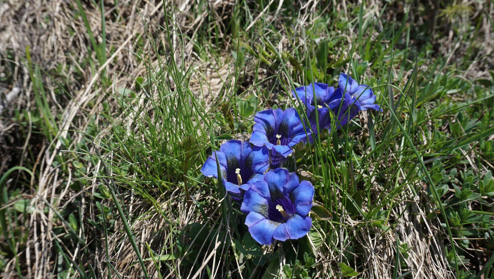 Sony a6000 sample photo. Gentian, blue, mountain meadow photography