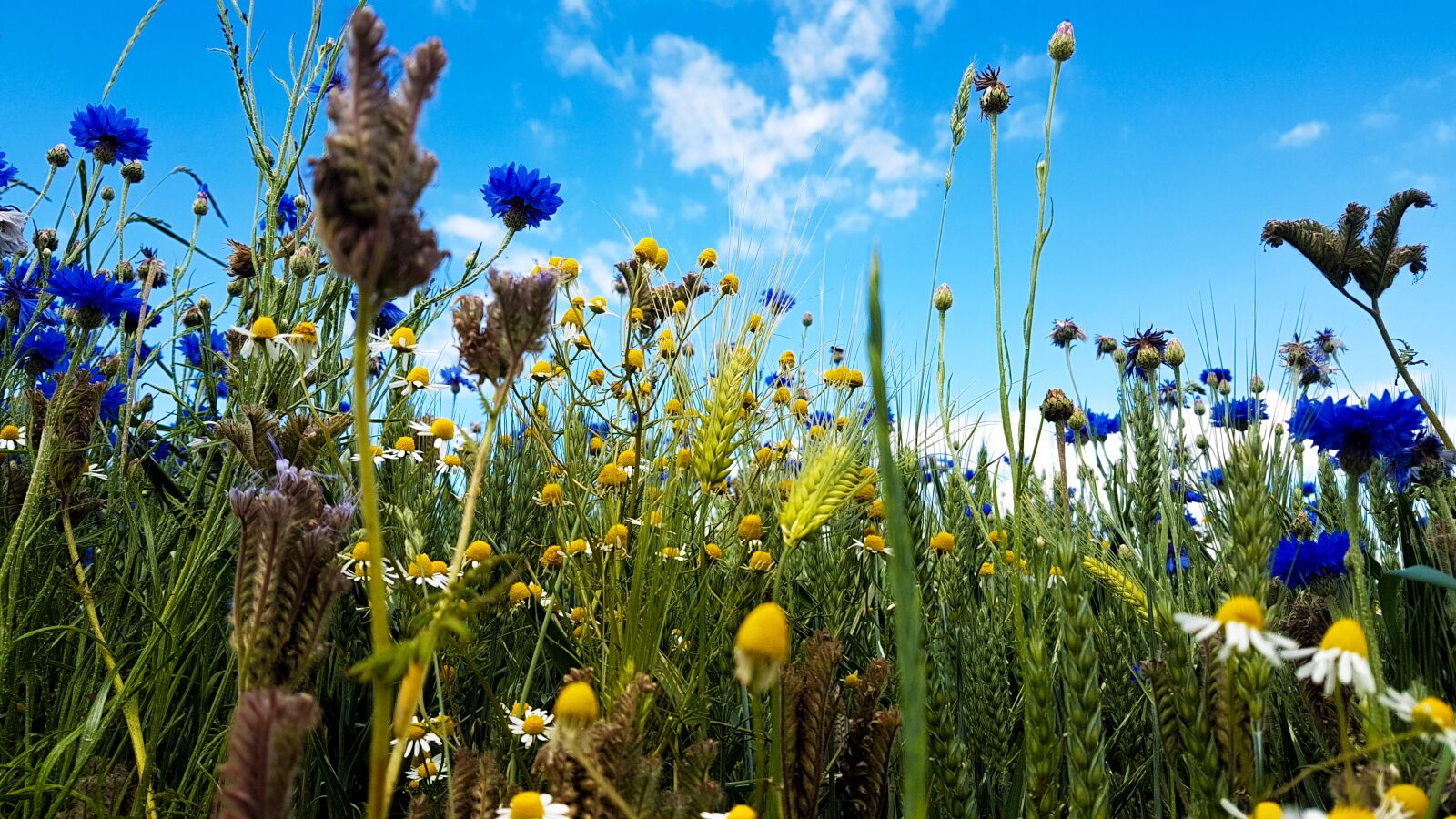 Samsung Galaxy S7 Edge sample photo. Wild flowers, field, nature photography