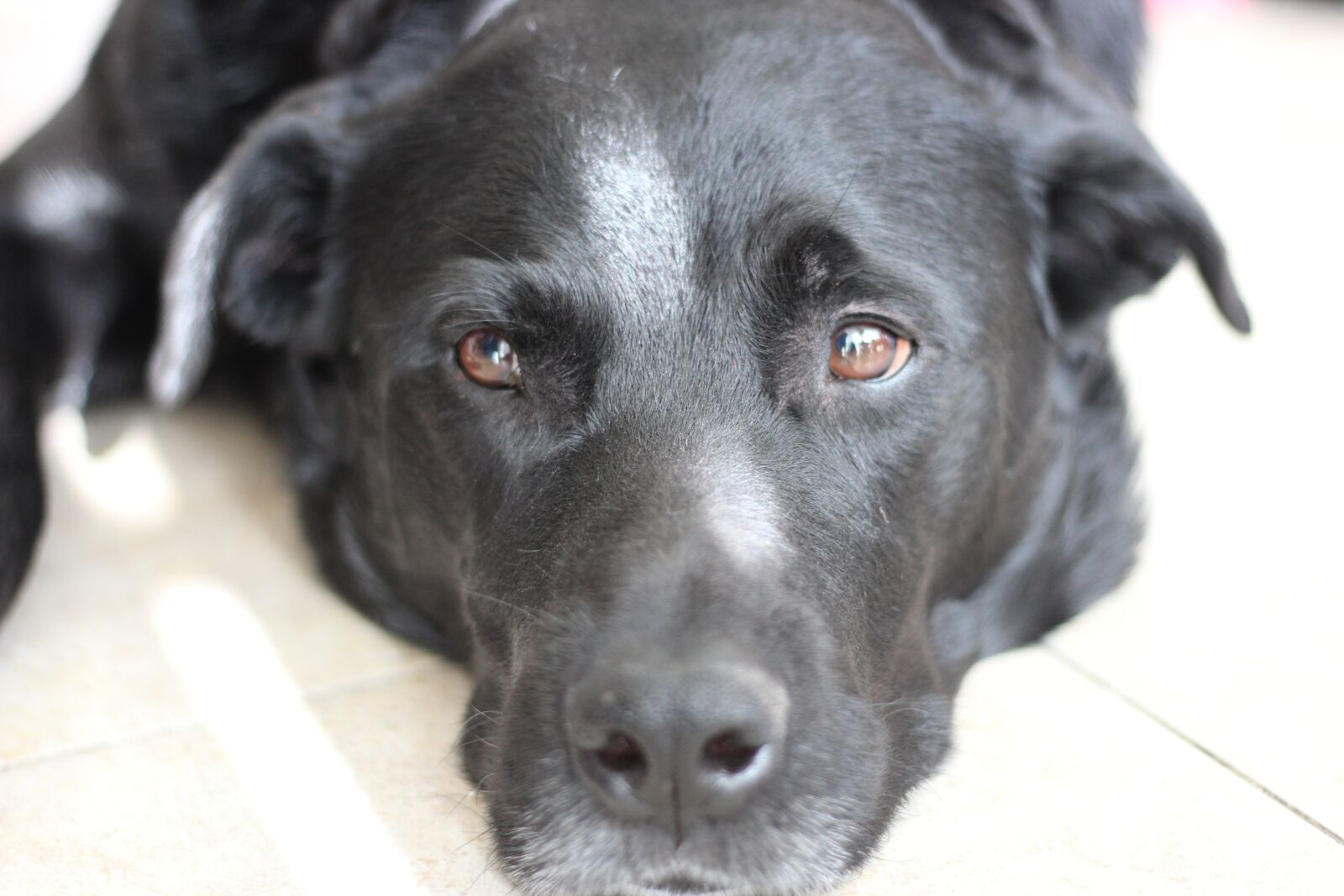 Canon EOS 600D (Rebel EOS T3i / EOS Kiss X5) + Canon EF 50mm F1.8 STM sample photo. Dog, black, pet photography