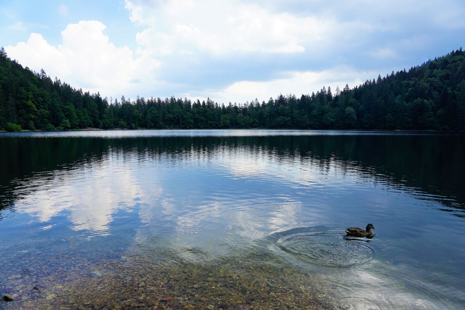 Sony ILCA-77M2 + Sony DT 16-50mm F2.8 SSM sample photo. Forest, feldberg, landscape photography