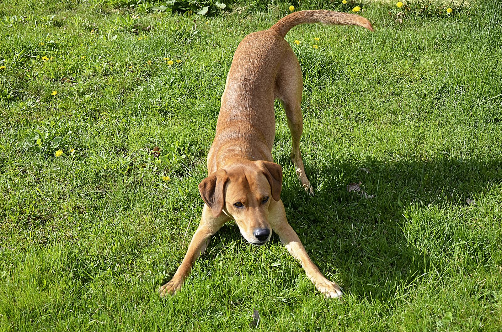 Nikon D5100 sample photo. Dog, meadow, play photography