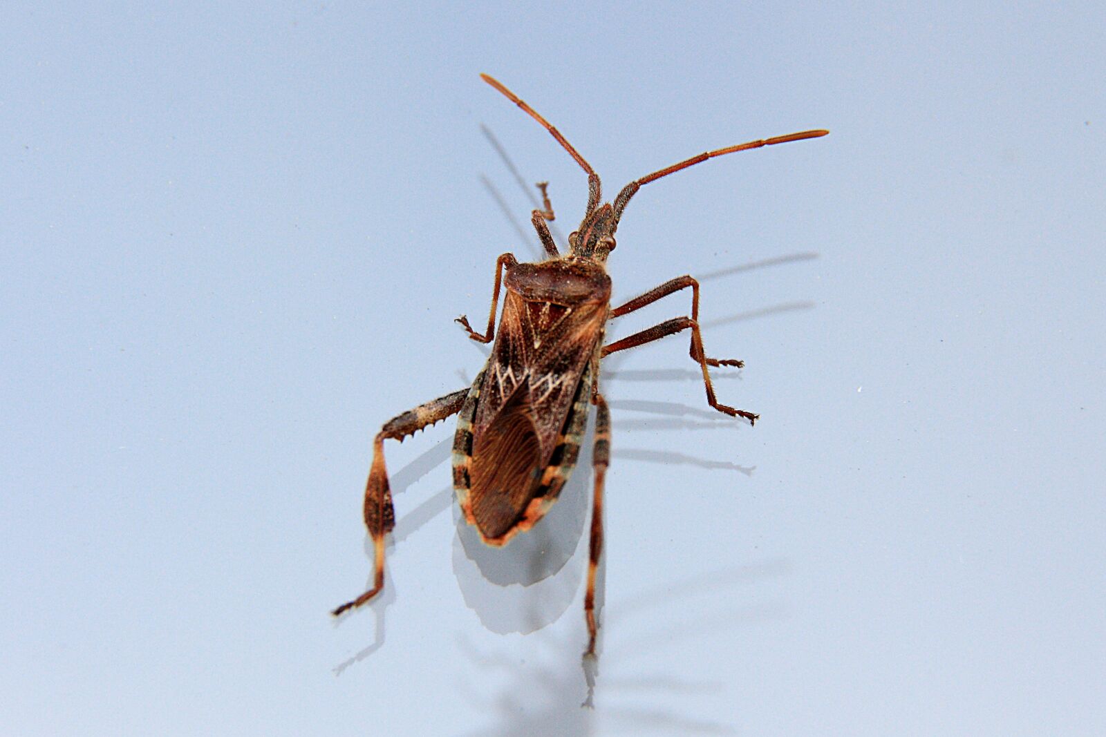 Canon EOS 450D (EOS Rebel XSi / EOS Kiss X2) sample photo. Bug, insect, animal photography