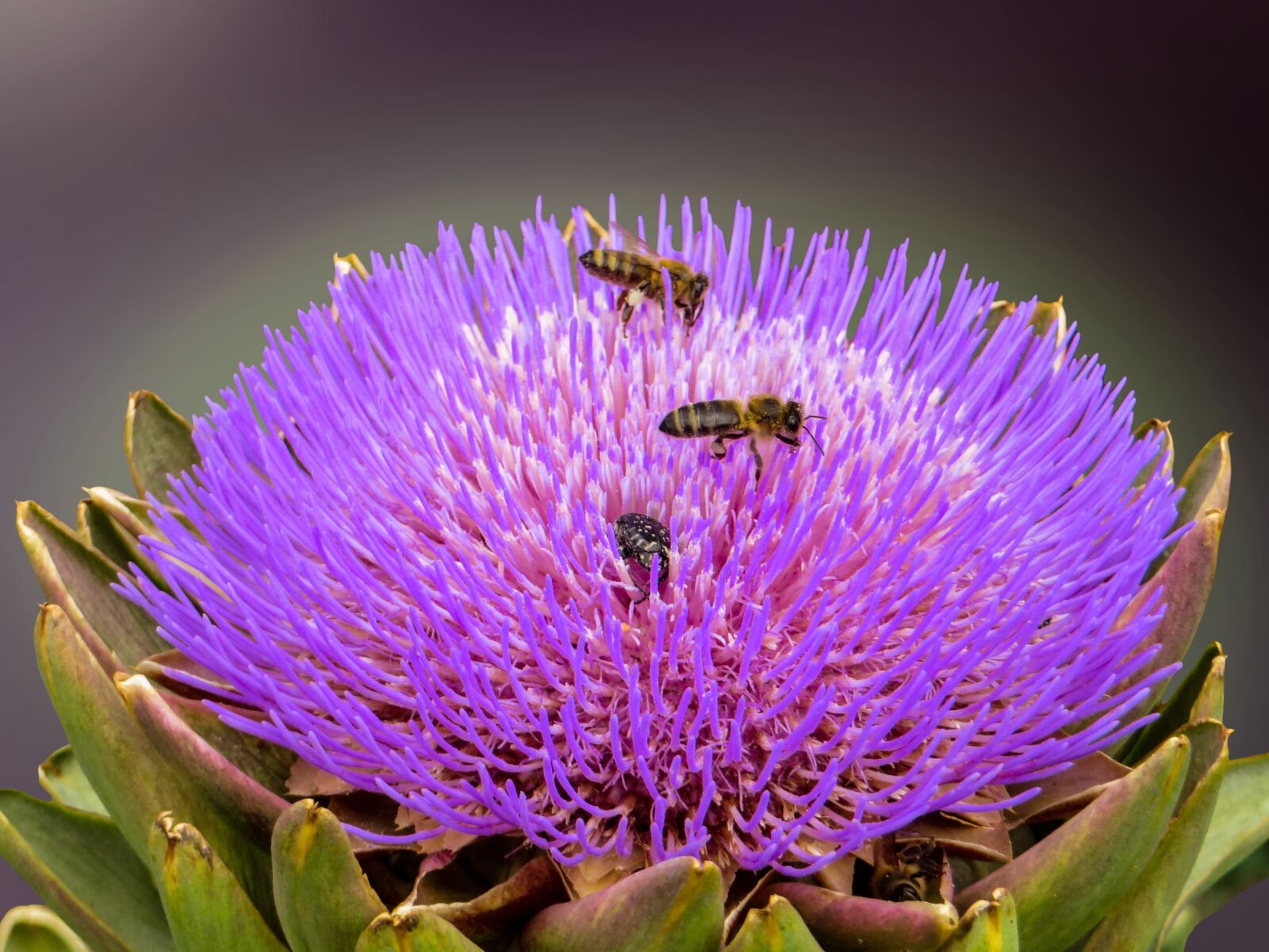 Canon PowerShot SX270 HS sample photo. Artichoke, bees, beetle photography