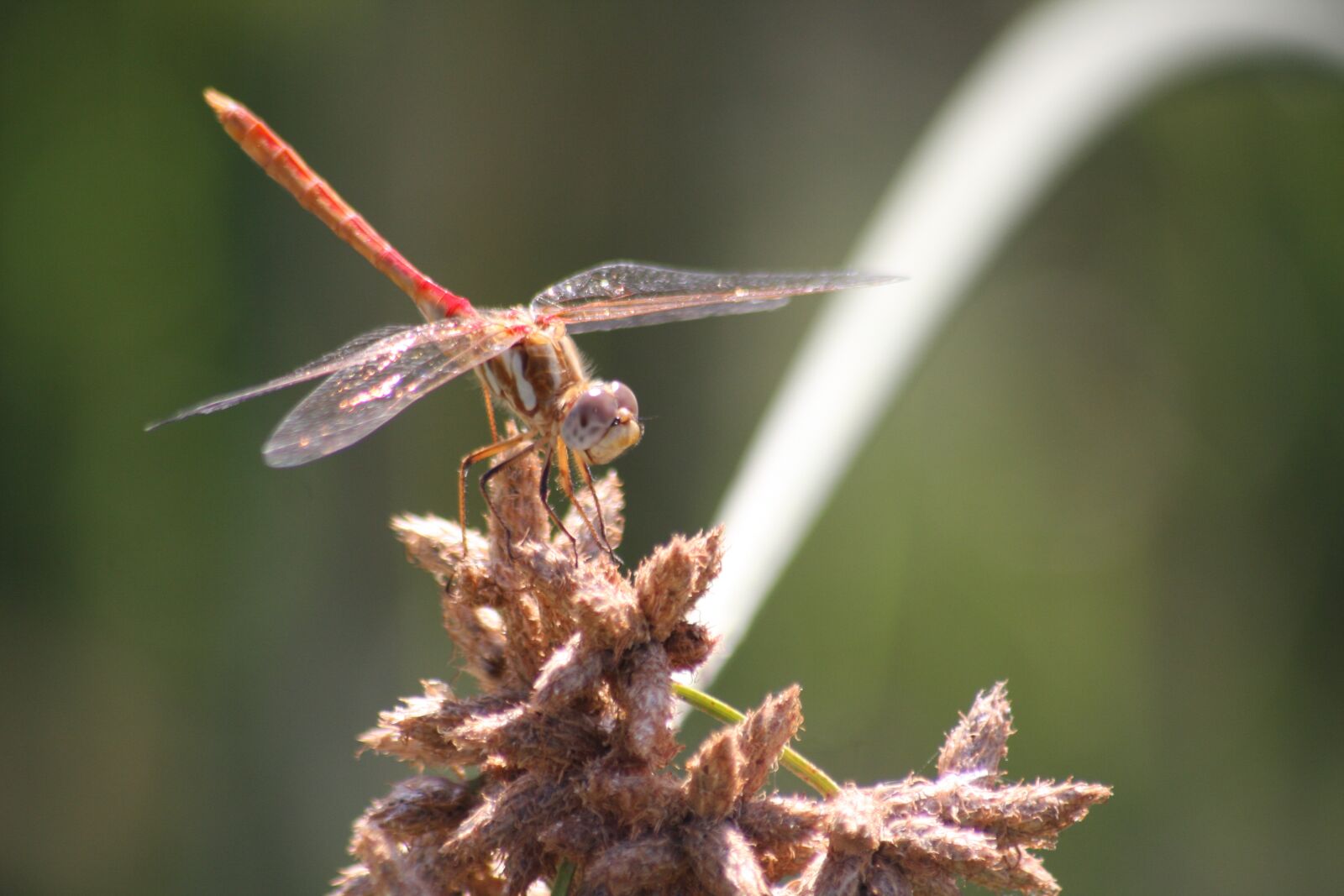Canon EOS 40D sample photo. Dragonfly, plant, insect photography