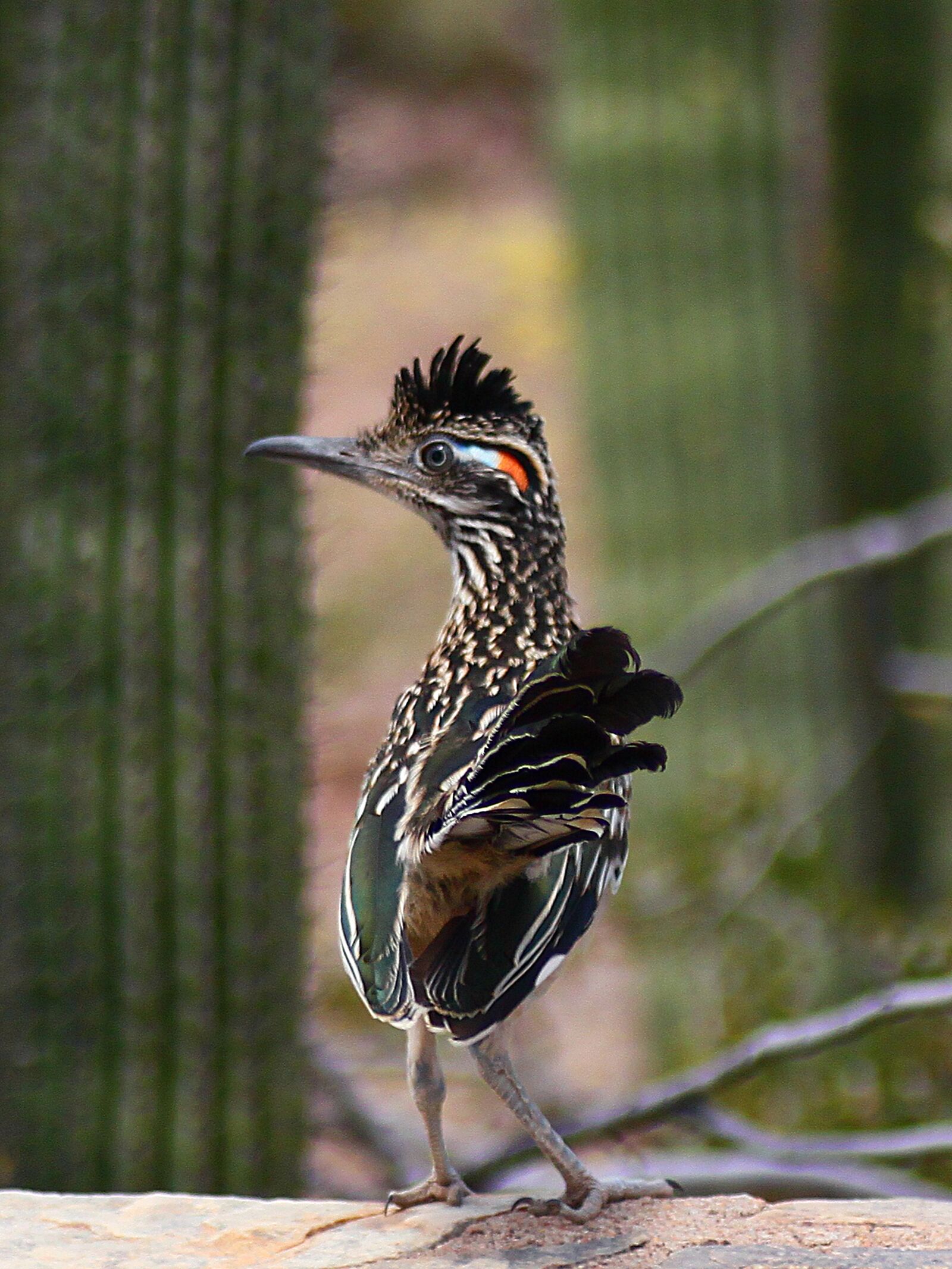 Canon EOS 500D (EOS Rebel T1i / EOS Kiss X3) sample photo. Roadrunner, bird, cactus photography