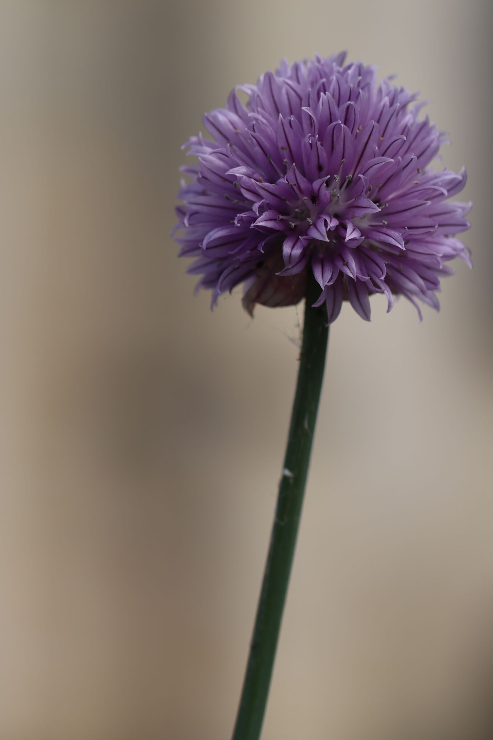 Canon EOS 250D (EOS Rebel SL3 / EOS Kiss X10 / EOS 200D II) sample photo. Chives, flower, purple photography