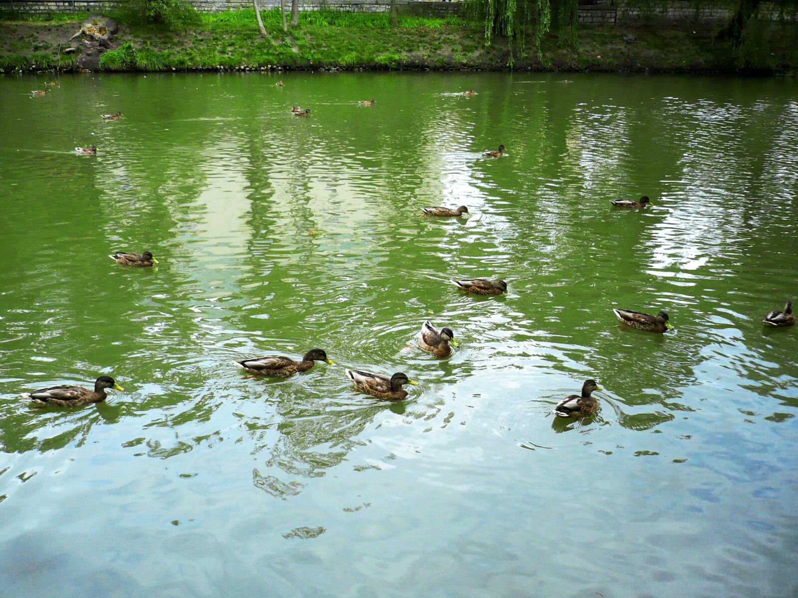 Panasonic DMC-LS60 sample photo. Ducks, nature, opole photography