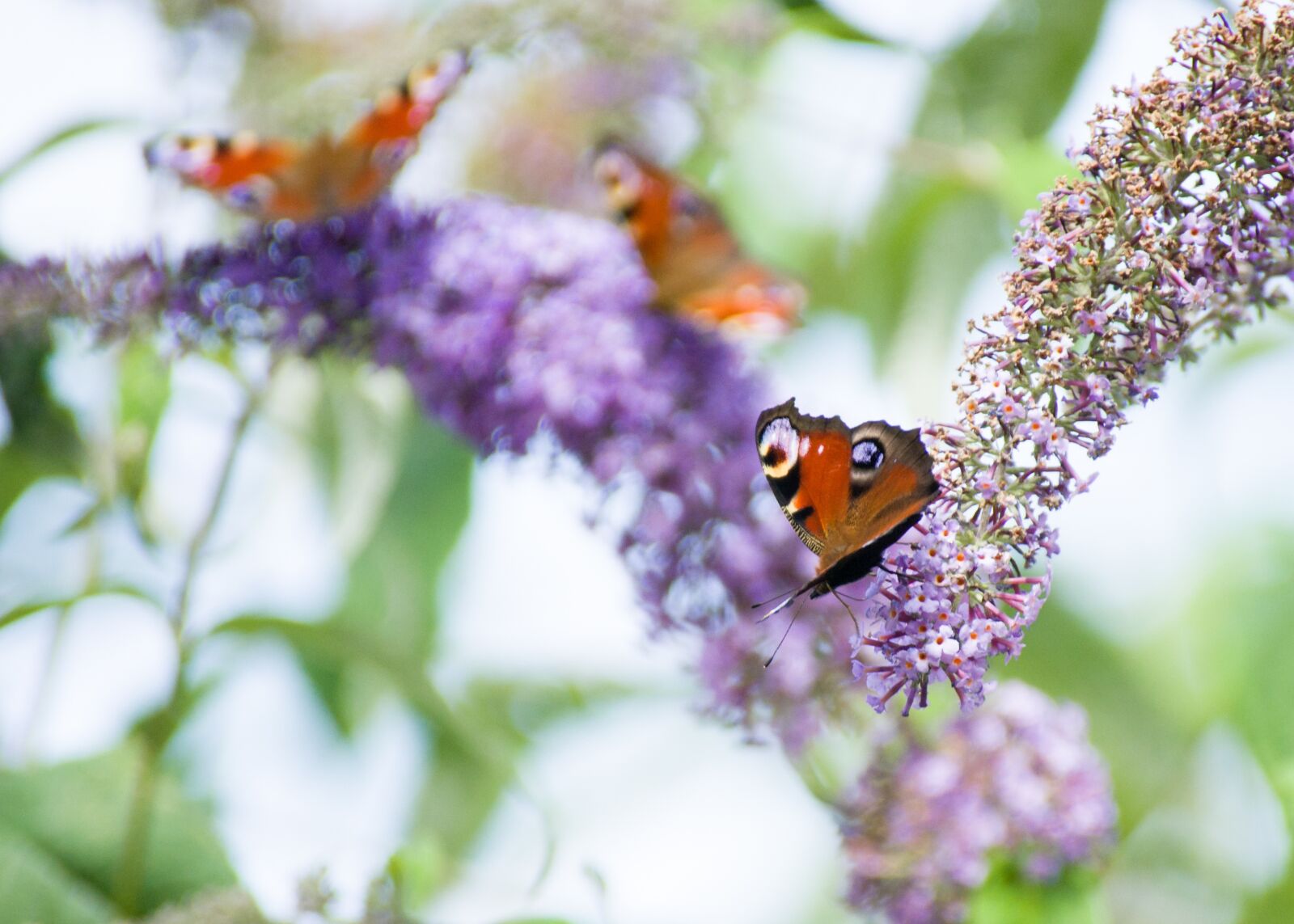 Sony Alpha DSLR-A700 sample photo. Peacock butterflies, buddleia, insects photography