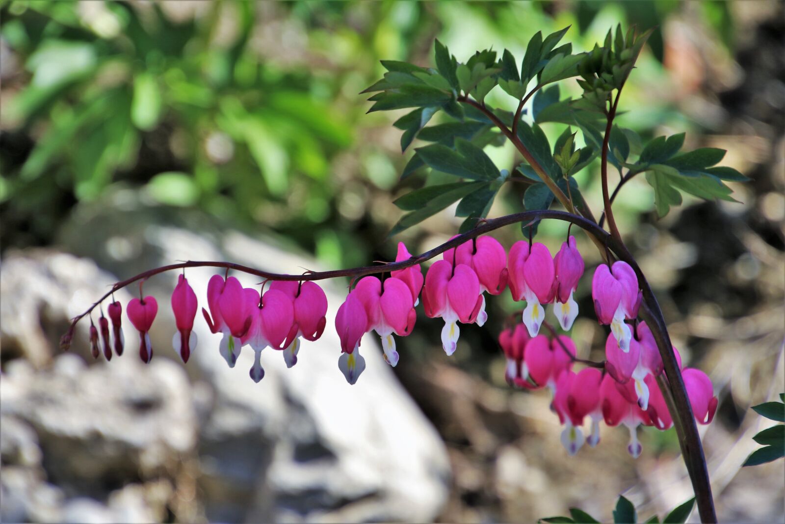 Canon EOS 80D sample photo. Spring, nature, at the photography