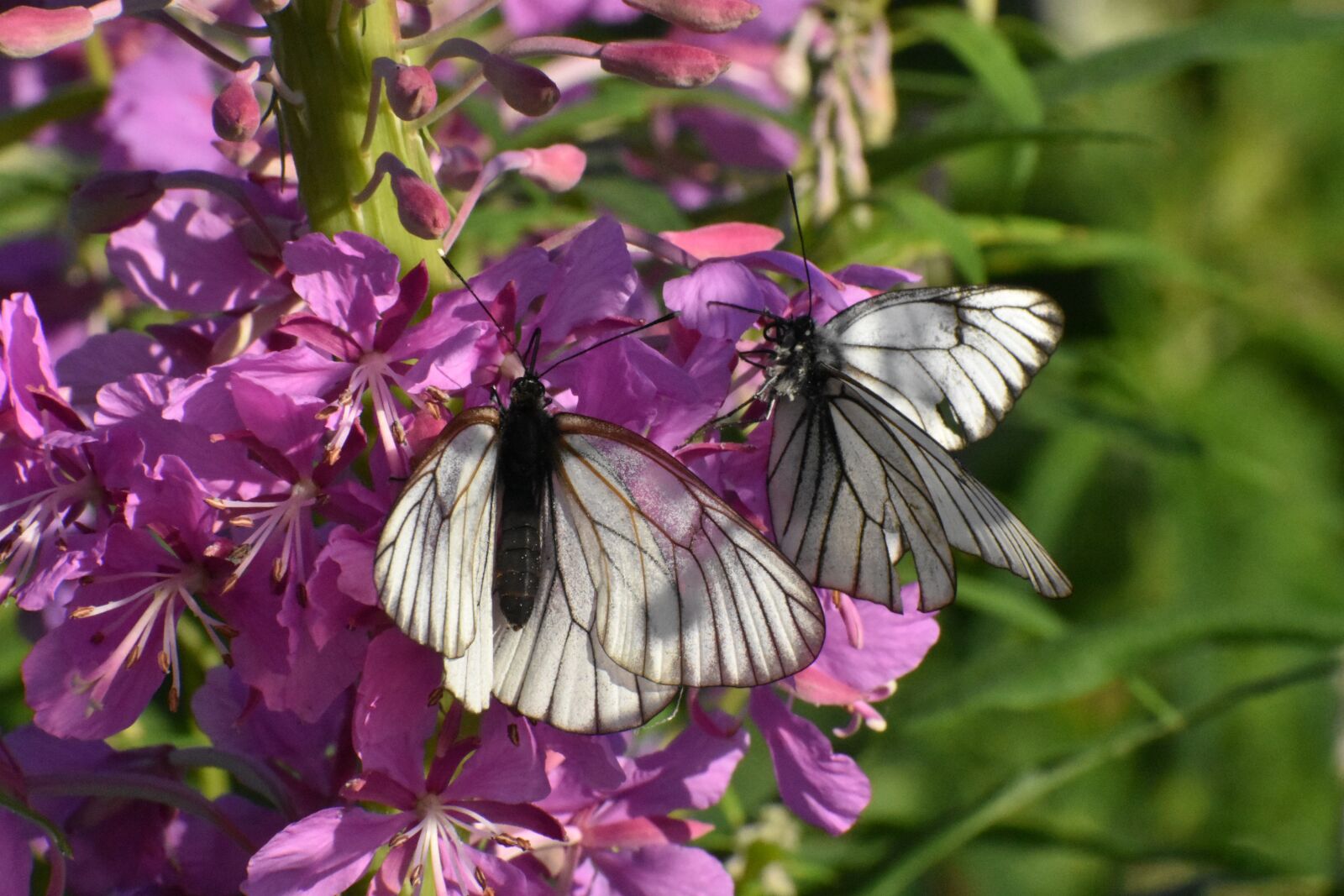 Nikon D3400 sample photo. Butterfly, white, cabbage butterfly photography