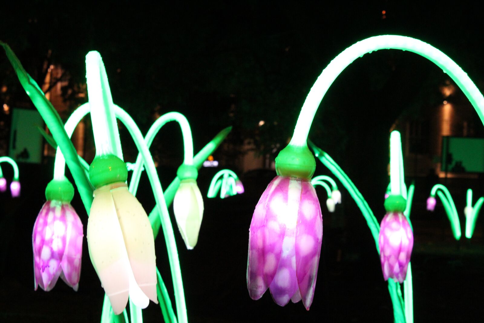 Canon EOS 1300D (EOS Rebel T6 / EOS Kiss X80) sample photo. Light, light festival, festival photography