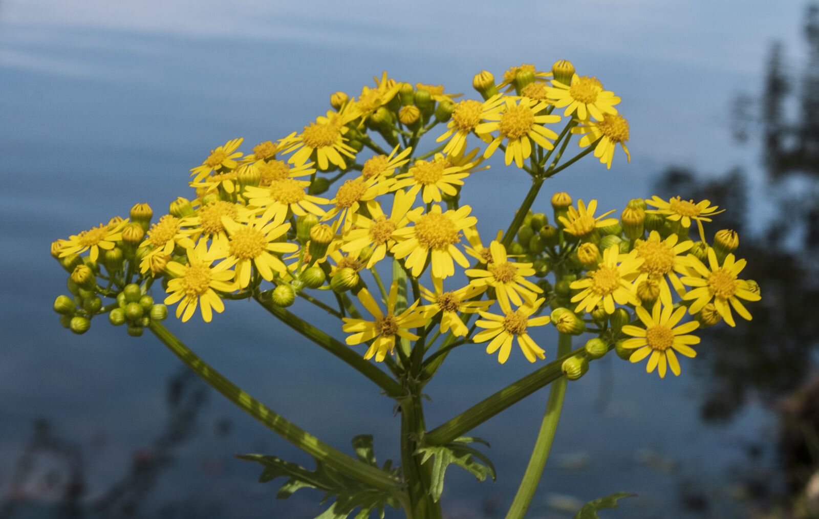 Canon EOS 2000D (EOS Rebel T7 / EOS Kiss X90 / EOS 1500D) sample photo. Yellow flowers, yellow, flowers photography