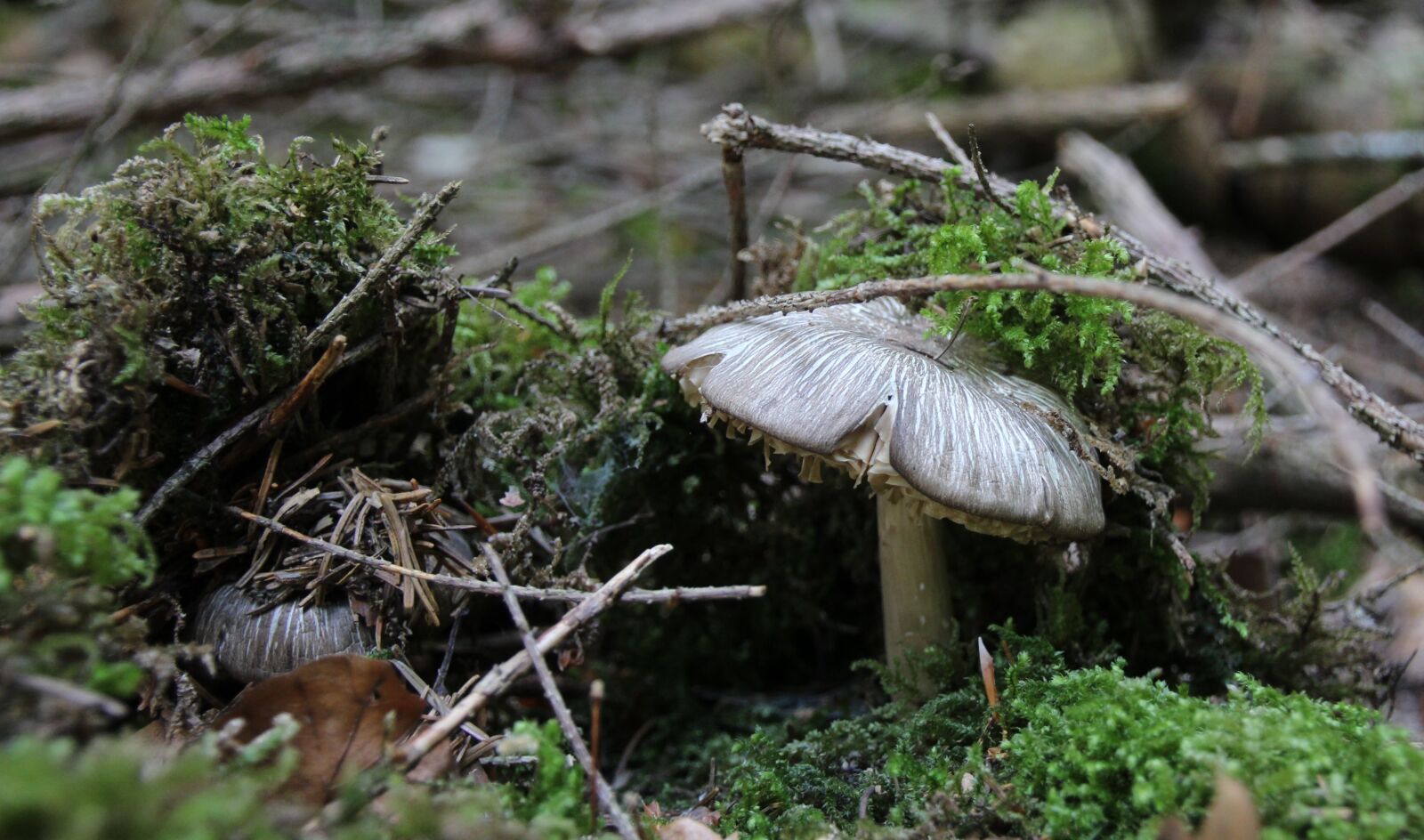 Canon EOS 1200D (EOS Rebel T5 / EOS Kiss X70 / EOS Hi) sample photo. Forest floor, mushrooms, moss photography