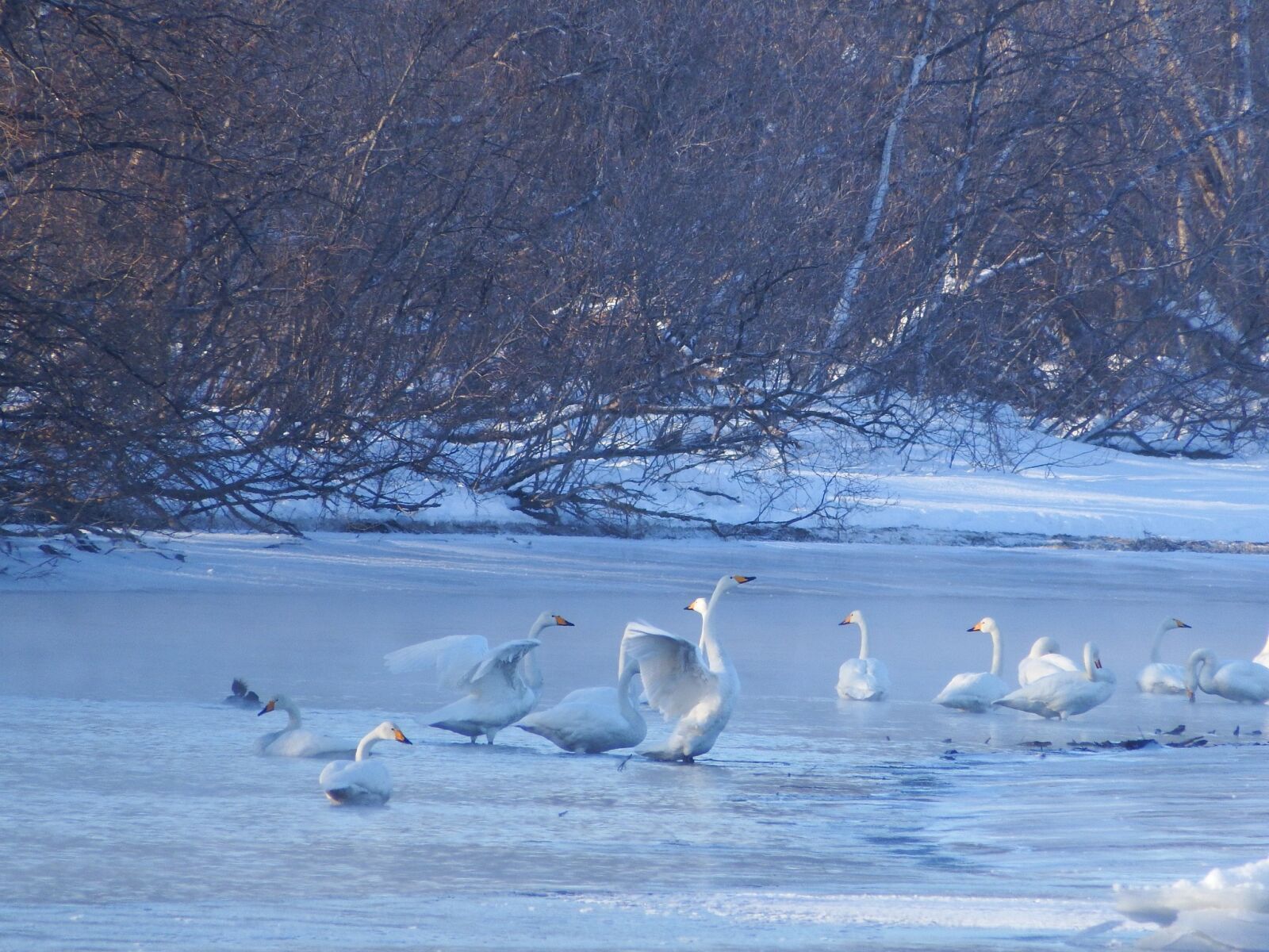 Fujifilm FinePix S1 sample photo. The wild swans, the photography