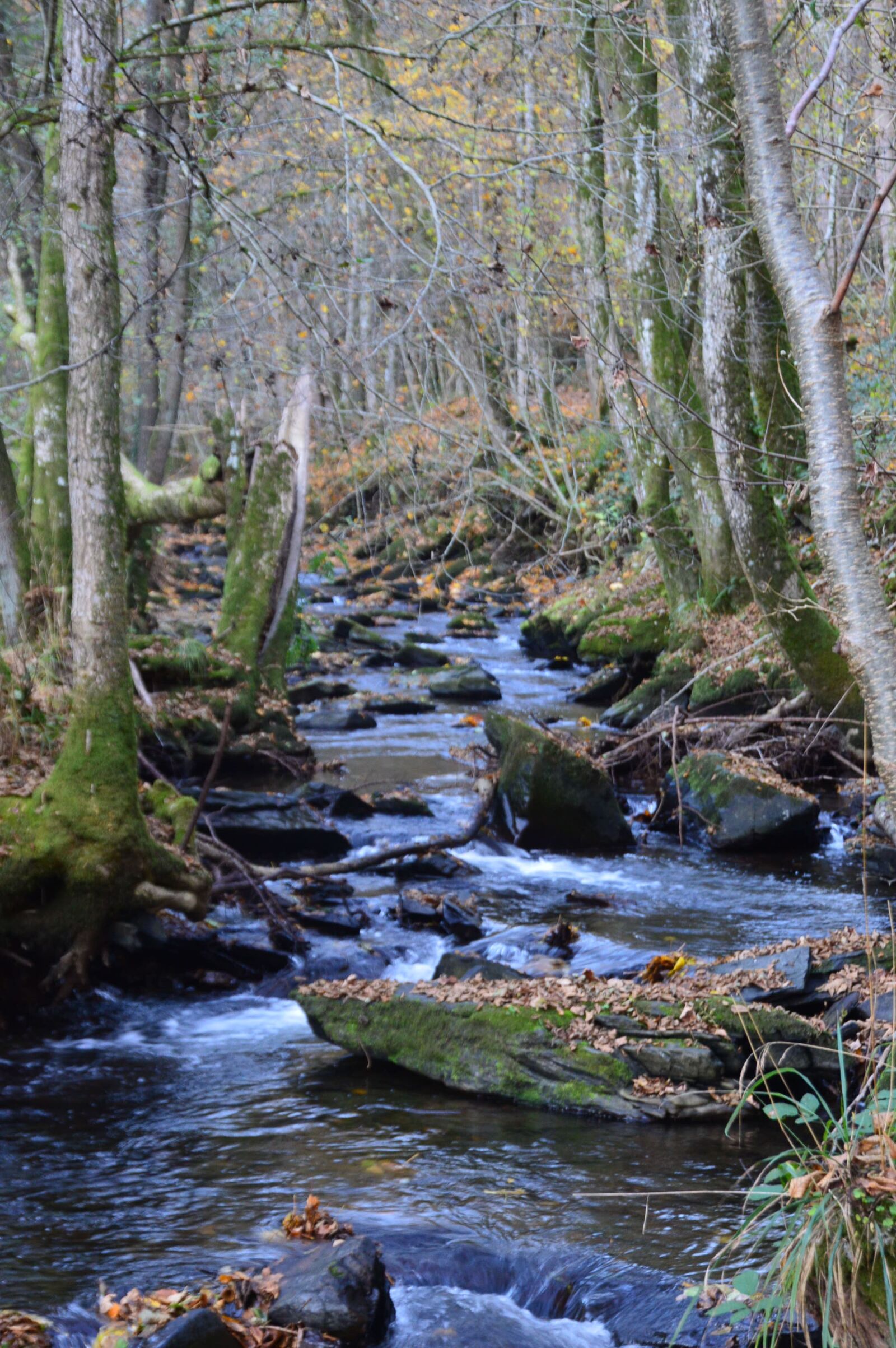 Nikon D3200 sample photo. River, stream, trees photography