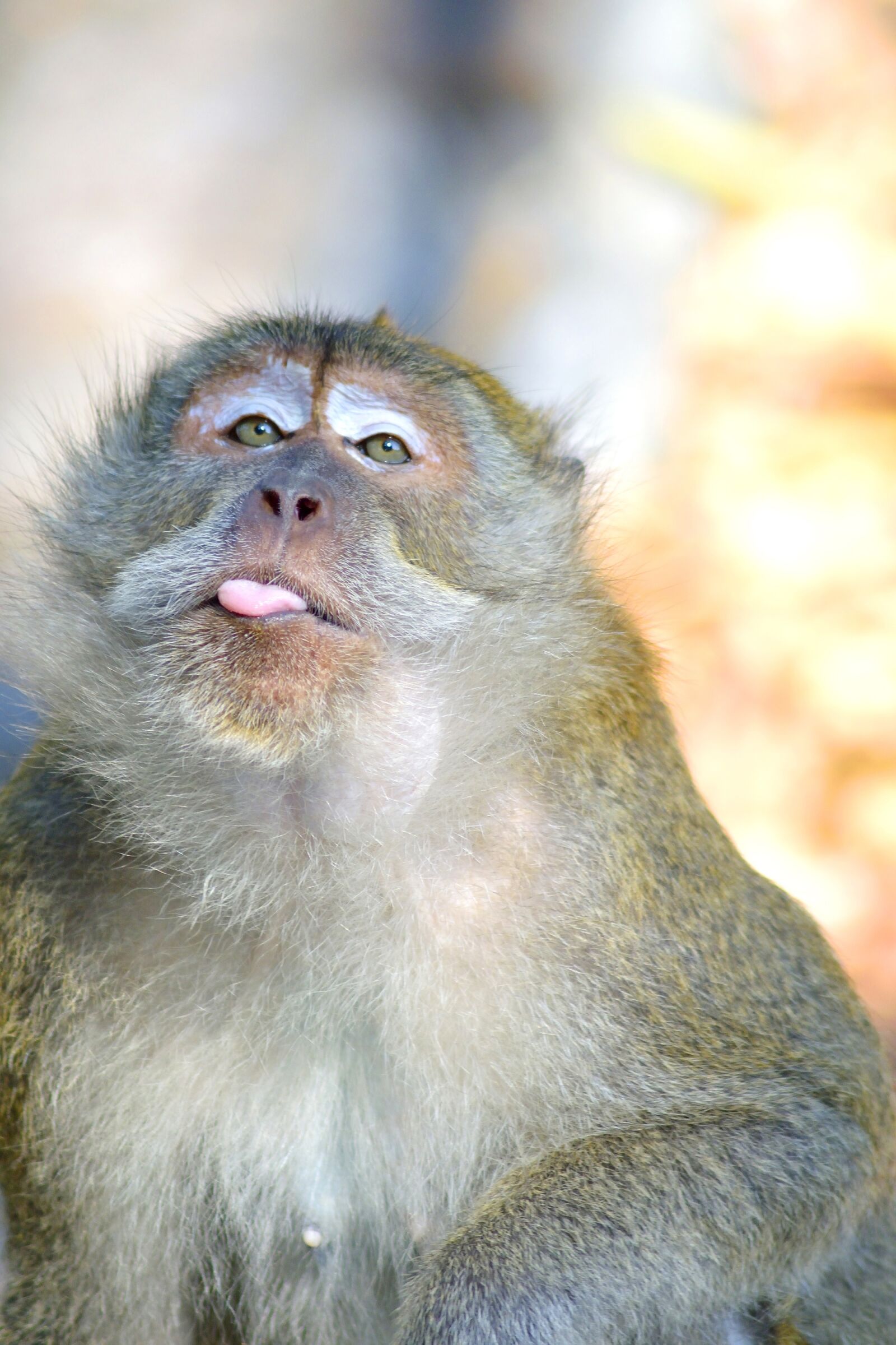 Nikon D5300 sample photo. Monkey, monkeys, ape photography