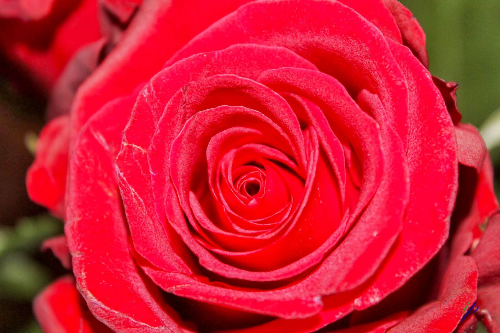 Canon EOS 600D (Rebel EOS T3i / EOS Kiss X5) sample photo. Rose, flower, petal photography