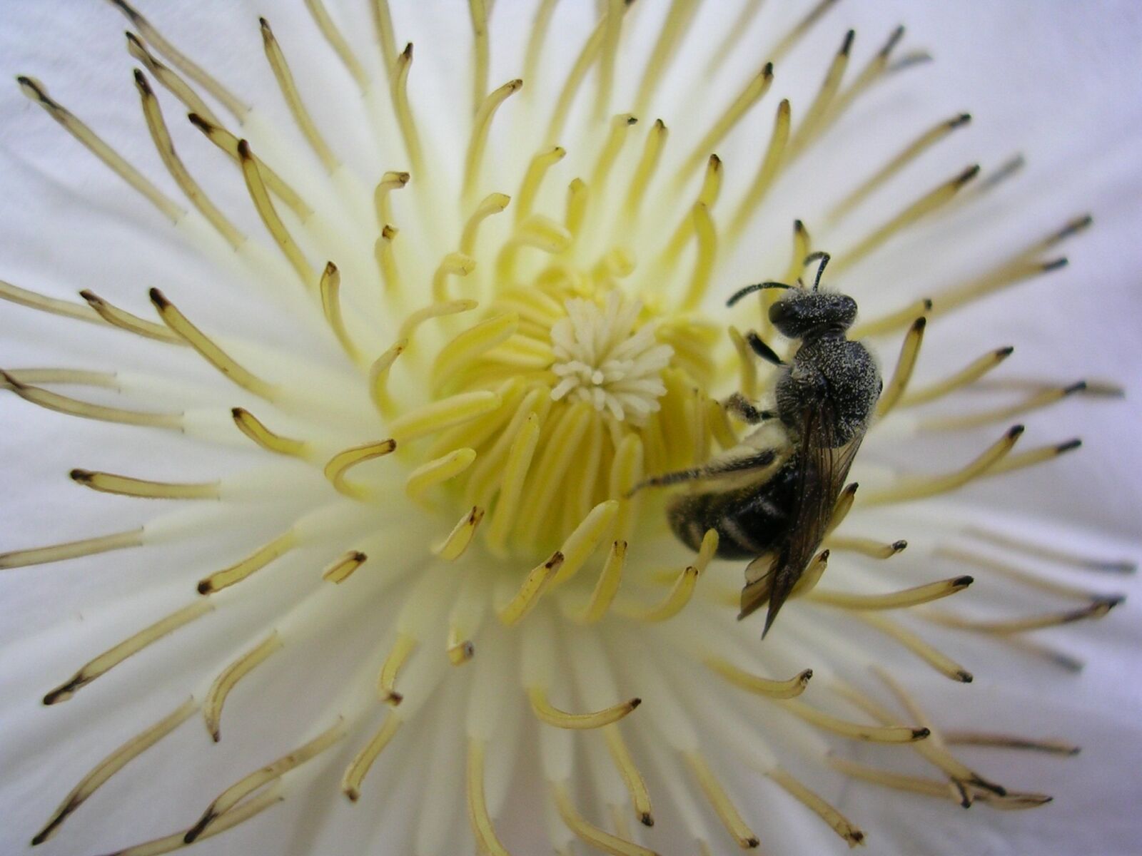 Nikon E3200 sample photo. Flower, bee, pollen photography