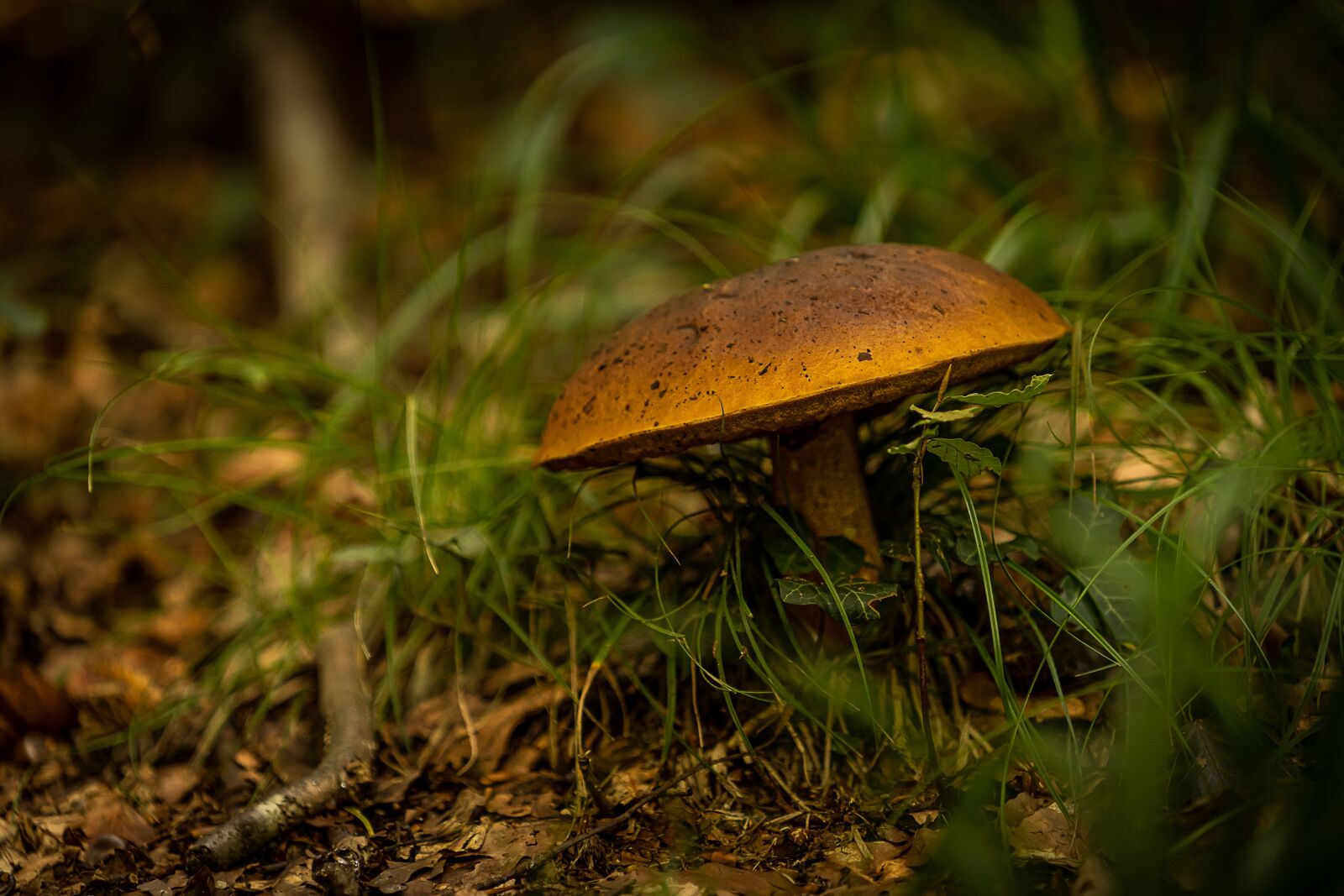 Sony a7 III + Sony FE 70-200mm F4 G OSS sample photo. Nature, forest, mushrooms photography